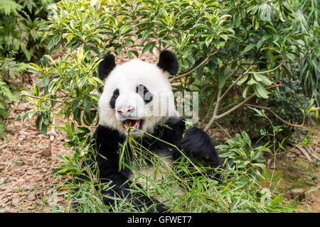 Panda-Bär Essen Bambus Stockfoto