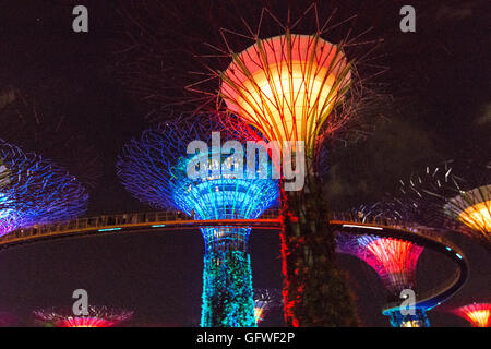 Singapur - Januar 15: Nachtansicht Supertree Grove Gardens an der Bucht am 15. Januar 2016 in Singapur. 101 Hecta überspannt Stockfoto