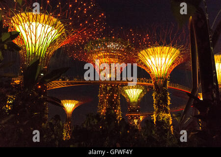 Singapur - Januar 15: Nachtansicht Supertree Grove Gardens an der Bucht am 15. Januar 2016 in Singapur. 101 Hecta überspannt Stockfoto