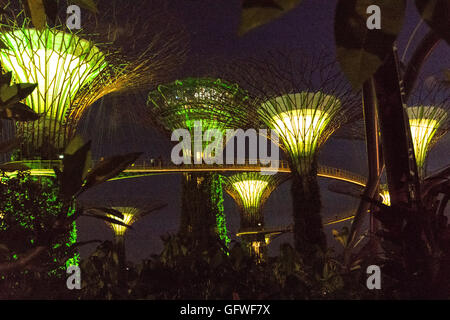 Singapur - Januar 15: Nachtansicht Supertree Grove Gardens an der Bucht am 15. Januar 2016 in Singapur. 101 Hecta überspannt Stockfoto