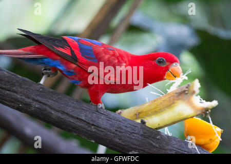 Papagei im Vogelpark. Singapur Stockfoto