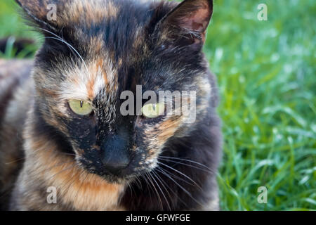 Eine heftige aussehende Katze auf Rasen Stockfoto