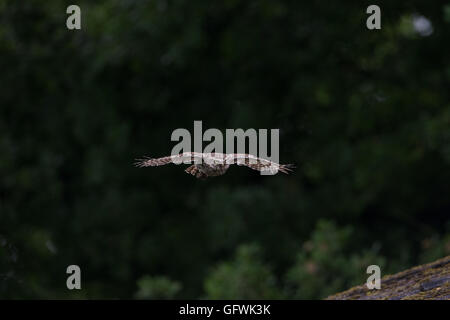 Wilde Steinkauz (Athene Noctua) während des Fluges in Worcestershire, England. Stockfoto