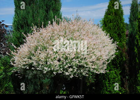 Gefleckte Weide Hakuro-Nishiki, Salix integra Stockfoto