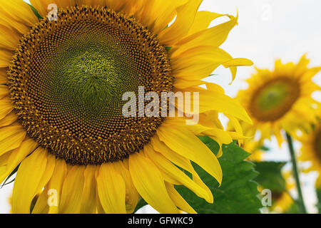 Schöne gelbe Sonnenblumen blühen auf dem Feld. Hautnah. Stockfoto