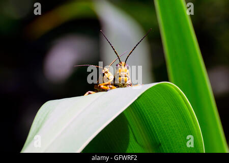 Eastern Lümmel Grasshopper Spring Hill Botanischer Garten, Florida Stockfoto