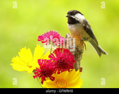 Ein schwarz-capped Chickadee unter bunten Blumen. Stockfoto