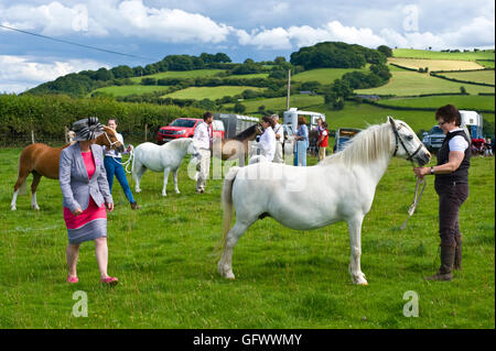 Beurteilung des Welsh Mountain Ponys bei Gwenddwr Show, Gwenddwr, in der Nähe von Builth Wells, Powys, Wales, UK Stockfoto