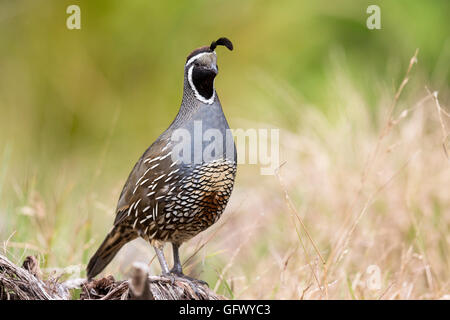 Kalifornien Wachteln oder Art Californica in Wellington Nordinsel Neuseeland Stockfoto
