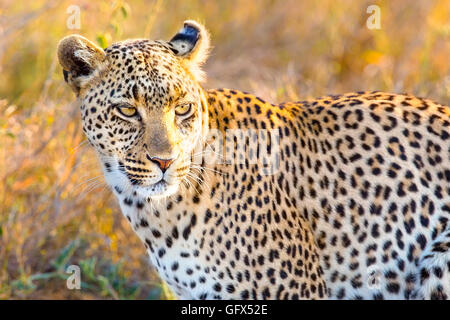 Afrikanischen Leoparden in den Great Plains von Serengeti Stockfoto