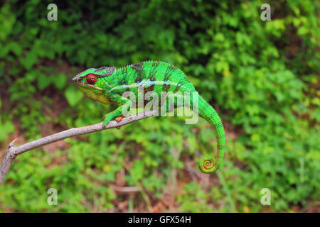 Fhameleon auf Ast Stockfoto