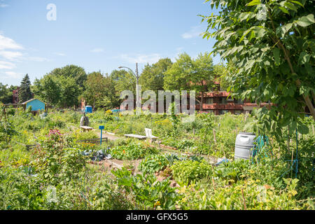 Basile Patenaude städtischen Gemeinschaftsgarten in Montreal, Kanada Stockfoto