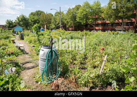 Basile Patenaude städtischen Gemeinschaftsgarten in Montreal, Kanada Stockfoto