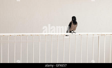 Eine Krähe Vogel stehen am Balkon auf weißem Hintergrund Stockfoto