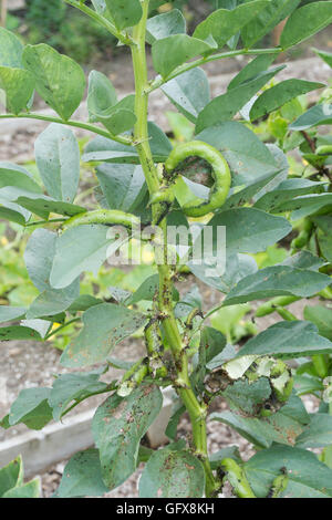 APHIS Fabae. BlackFly und Blattlaus Schaden an einer Saubohne-Pflanze Stockfoto