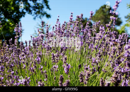 Lavendel mit Honigbienen wächst in Le Lot und Dordogne Regionen von Frankreich Juli 2016 Stockfoto