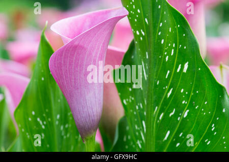 Zantedeschia Kapitän Violetta. Calla Lily / Arum Lilie Stockfoto