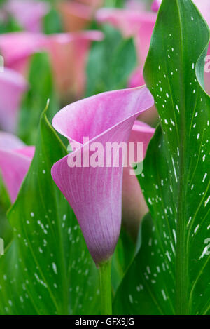 Zantedeschia Kapitän Violetta. Calla Lily / Arum Lilie Stockfoto