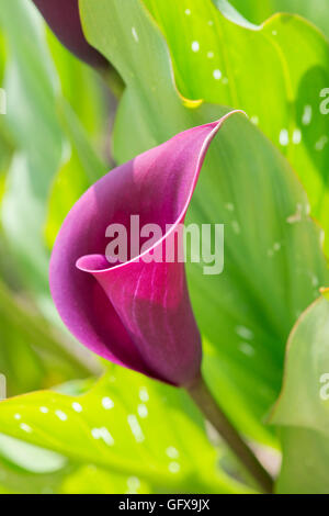 Zantedeschia Saigon. Calla Lily / Arum Lilie Stockfoto