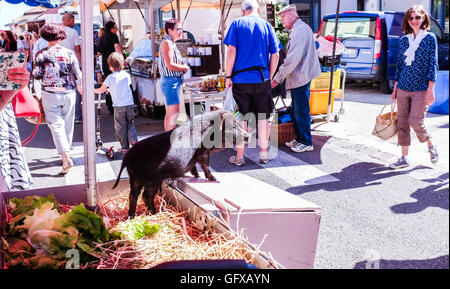 Miniatur lebendes Schwein in Prayssac Markt in Le Lot Region von Frankreich Juli 2016 Stockfoto