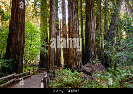 Muir Woods National Monument Stockfoto