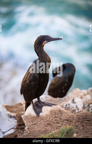 Brandts Kormoran in La Jolla, Kalifornien Stockfoto