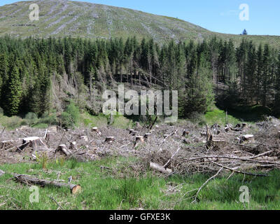 Holzernte, Gamescleuch Hill, Ettrick Tal, Grenzen, Schottland, UK Stockfoto