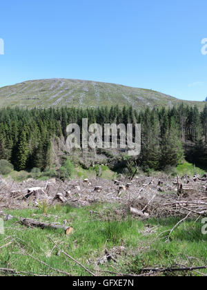 Holzernte, Gamescleuch Hill, Ettrick Tal, Grenzen, Schottland, UK Stockfoto