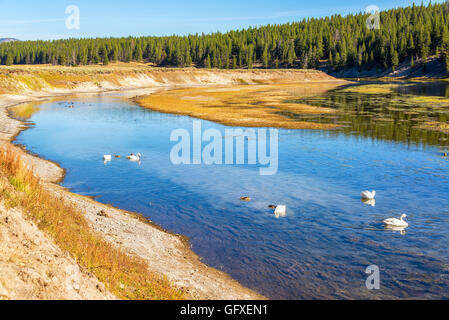 Blick auf den Yellowstone River mit Trumpeter Schwäne im Yellowstone National Park Stockfoto