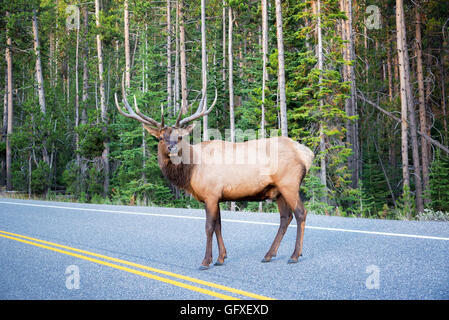 Großer Elch überqueren einer Straße im Yellowstone National Park Stockfoto