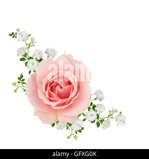 Fotos von Pfirsich rose und Sprays von kleinen weißen Rosen in einer Collage, isoliert auf weiss angeordnet. Stockfoto