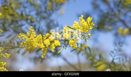 Australien-Winter und Frühling leuchtend gelbe Wildblumen Akazie Fimbriata, allgemein bekannt als die Fransen Flechtwerk oder Brisbane goldene W Stockfoto