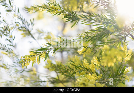 Am frühen Morgen Australische Gelbe wattle Blüten im Sonnenschein Stockfoto