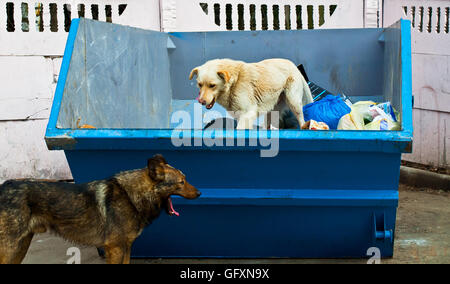 Hunde in Mülleimer Stockfoto
