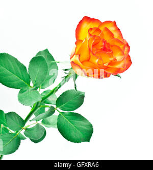 Die orangefarbene Rosenblüte Stockfoto