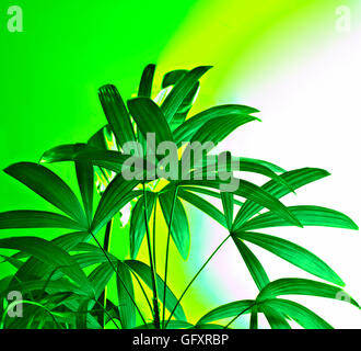 mit Palmblättern abstrakt Stockfoto