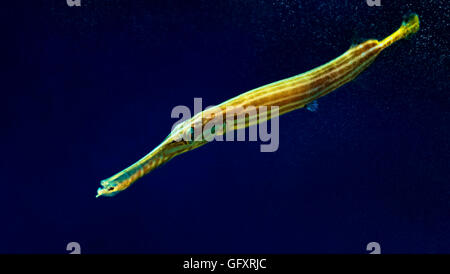 Trompetenfische (Querflöte, Aulostomus) Stockfoto