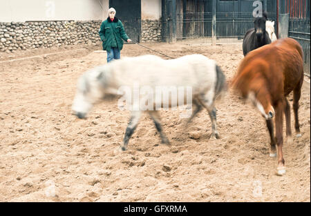 Ponys und trainer Stockfoto