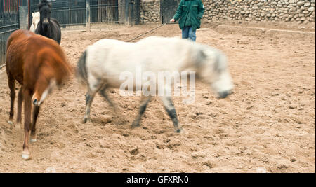 Ponys und trainer Stockfoto