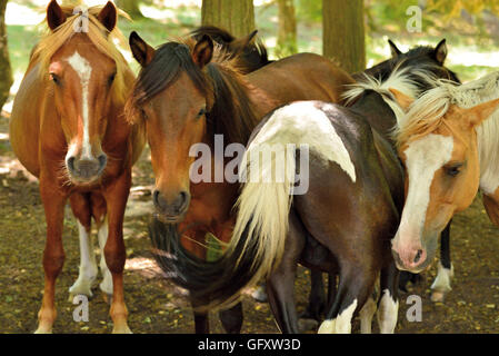 Portugal: Gruppe von vier Wildpferde in den Nationalpark Peneda Geres Stockfoto