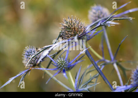 Mittelmeer-Holly (Eryngium Bourgatii). Sphärische blauen Blüten mit stacheligen Hüllblätter blühende Pflanze in der Familie Apiaceae Stockfoto