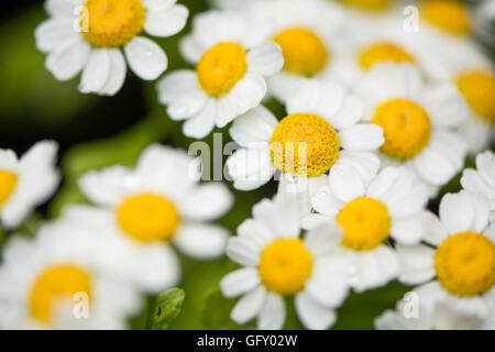 Das Mutterkraut (Tanacetum Parthenium). Masse der weißen und gelben Blüten der traditionelle Heilpflanze in der Familie der Korbblütler (Asteraceae) Stockfoto