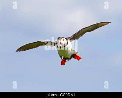 Papageitaucher mit Sandaalen im Flug Stockfoto