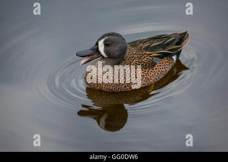 Blue-winged teal Enten schwimmen im Wasser von einem ruhigen See mit Reflexionen Stockfoto