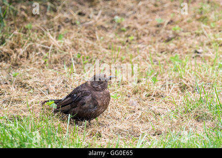 Ein junger Schwarzvogel (Turdus merula) Stockfoto