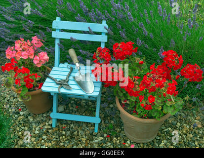 Lavendel Grenze Hidcote Vielfalt und Topfpflanzen Geranien mit blauen Stuhl im Bauerngarten Stockfoto