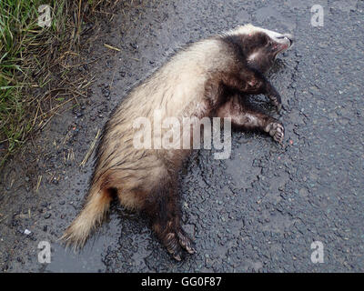 Nass, tot europäischen Dachs (Meles Meles) an der Seite einer asphaltierten Straße an einem regnerischen Tag Stockfoto