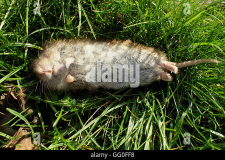 Toten Feld Wühlmaus (Microtus Agrestis) liegen auf dem Rücken in Rasen Stockfoto