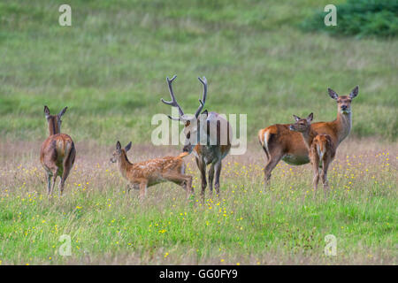 Red Deer Familie Stockfoto
