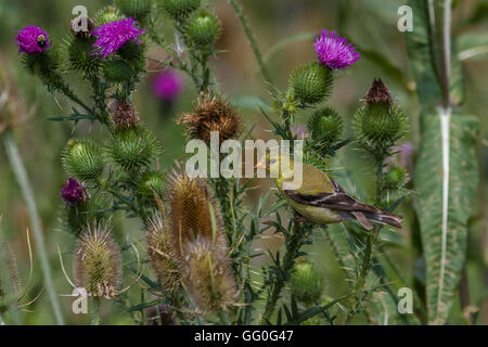 Weibliche amerikanische Stieglitz Fütterung auf eine Distel-Pflanze. Stockfoto